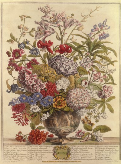 Juli, aus Zwölf Monate Blumen von Robert Furber, graviert von Henry Fletcher von Pieter after Casteels